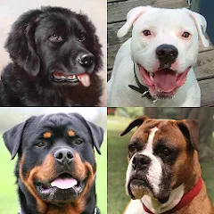 Скачать взлом Dogs Quiz - Guess All Breeds! [МОД Mega Pack] на Андроид