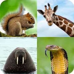 Скачать взлом Animal Quiz: Guess the Animal [МОД Бесконечные монеты] на Андроид